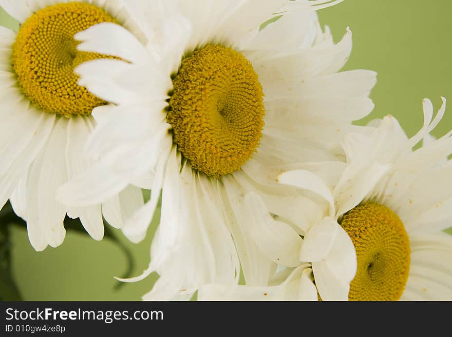 White camomile on green background. White camomile on green background