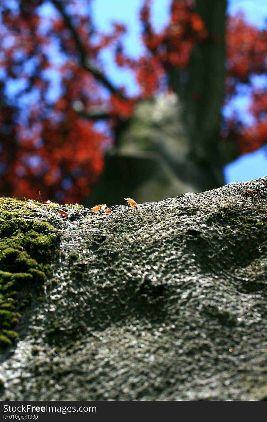 Image from nature series: trunk of red tree