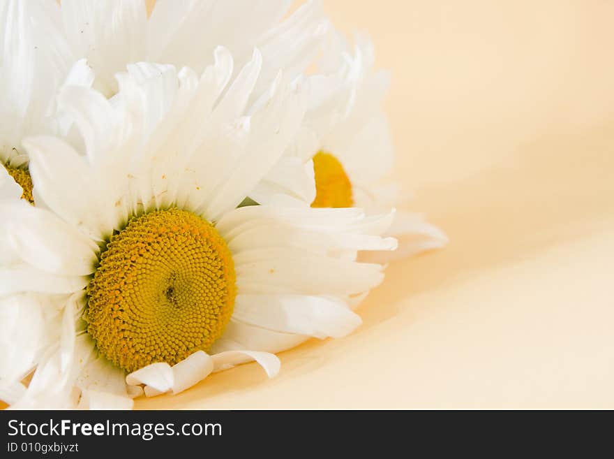 Flower isolated on color background