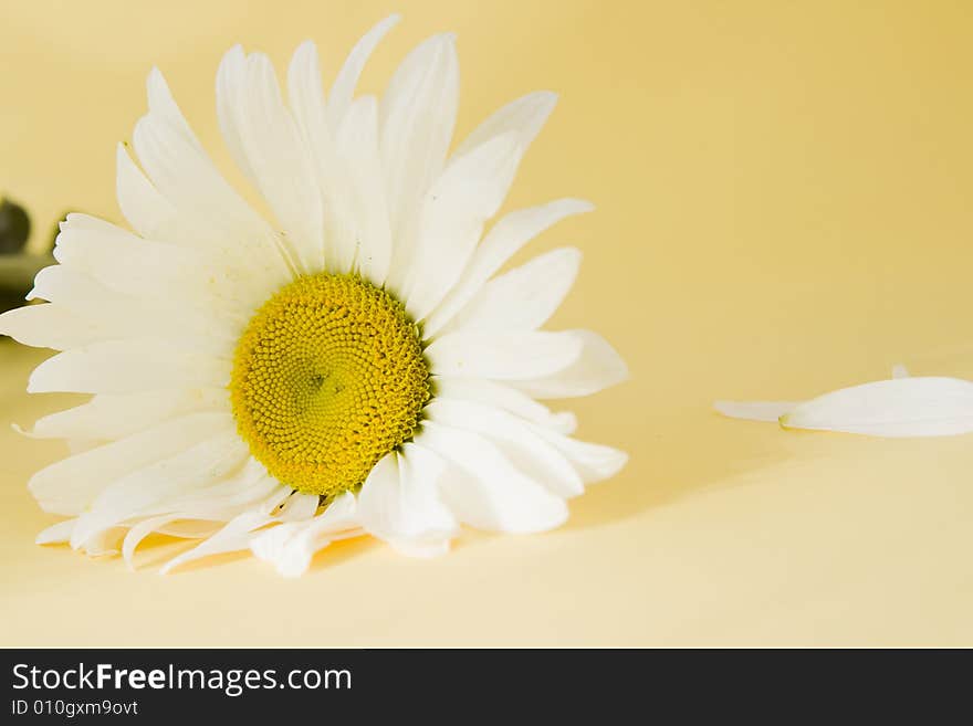 Flower isolated on color background