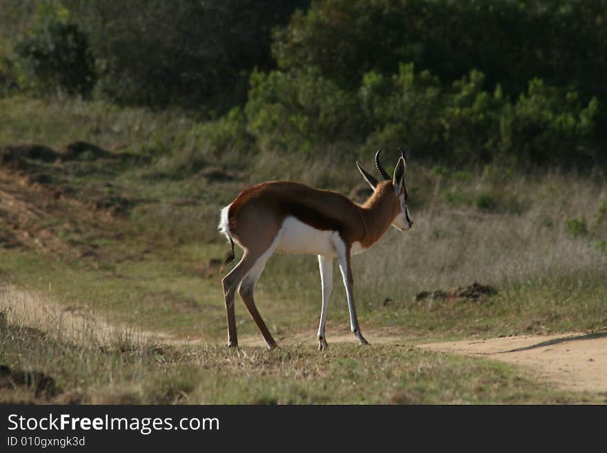 A springbuck walking on a path in a game park in South Africa