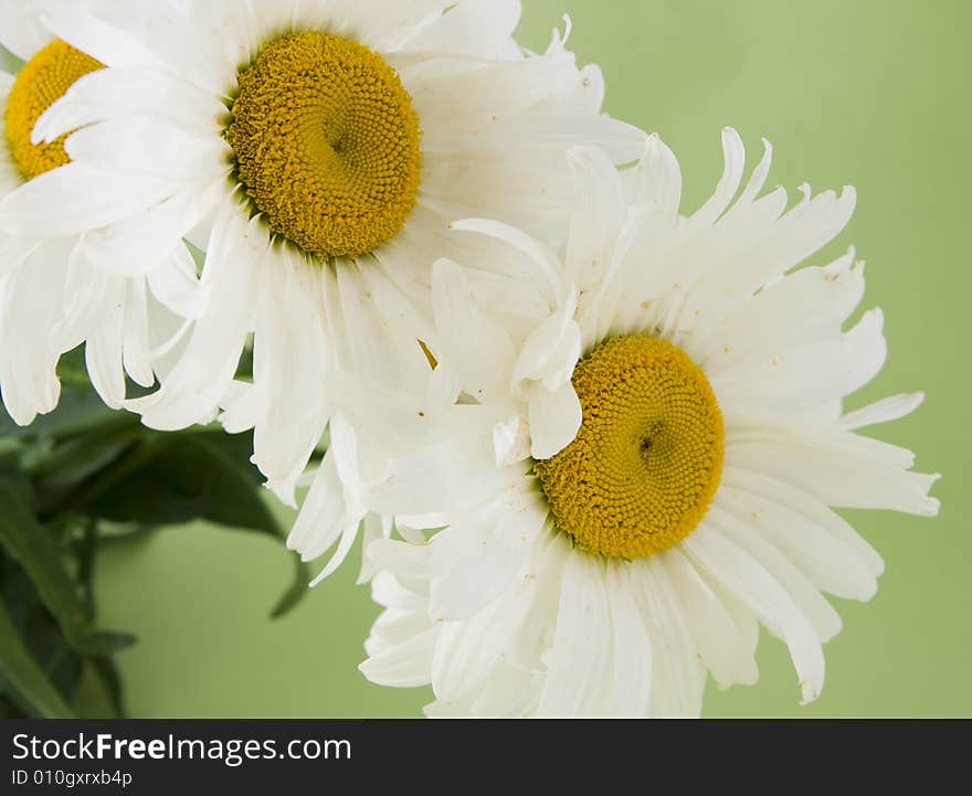 White camomile isolated on green background. White camomile isolated on green background