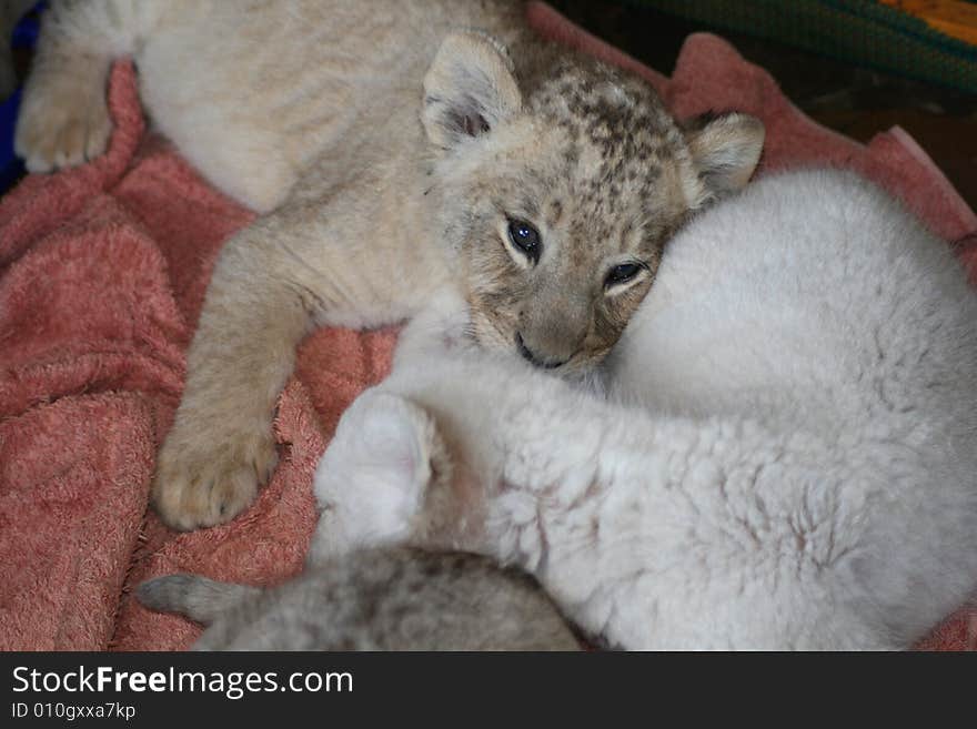 Tiny cubs