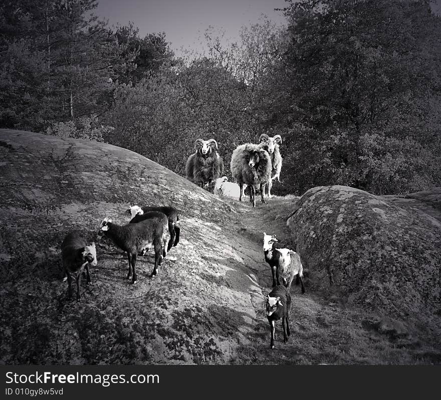 Black and white photo of a sheep family.