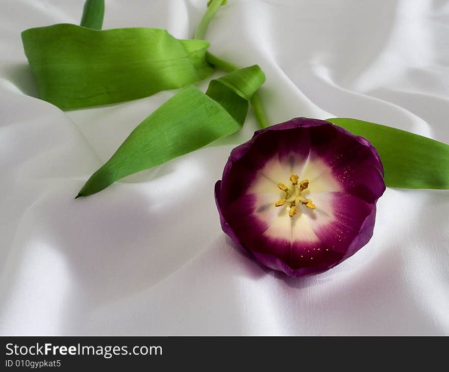 Purple Tulip On White Cloth