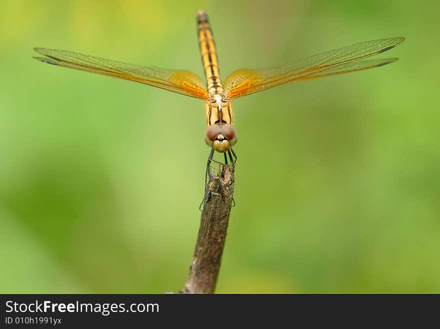 The dragonfly dance in the wind.