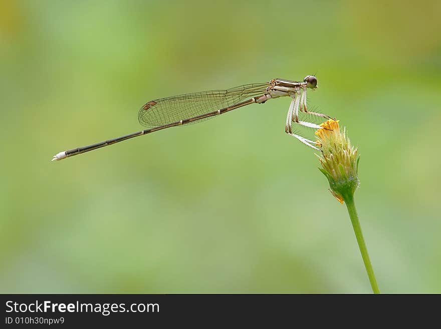 The damselfly rest on the flower with soft light.