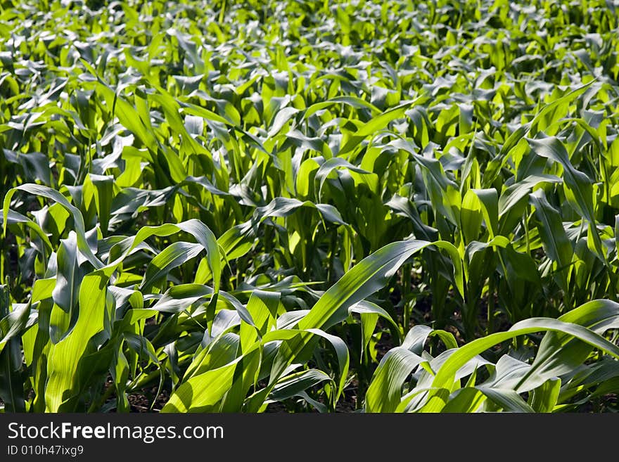 Corn Field