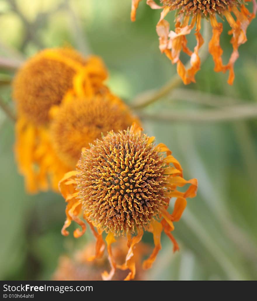 Withering orange flowers on a natural green background