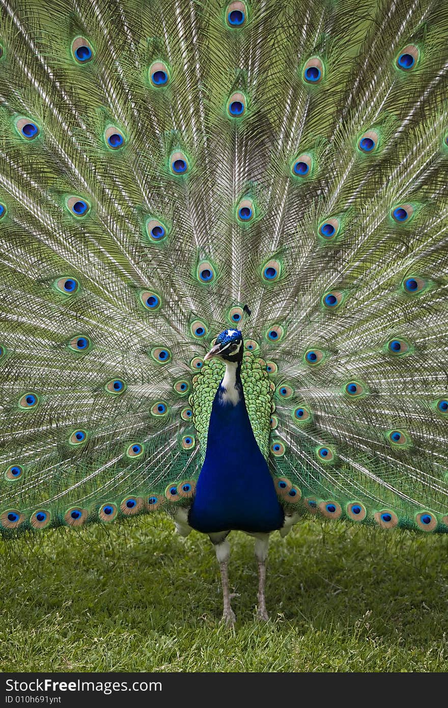 Beautiful peacock in full display. Beautiful peacock in full display