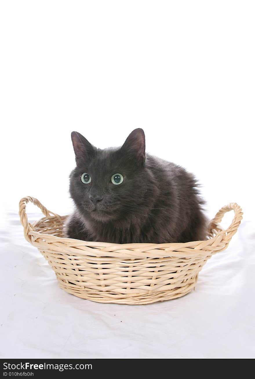 Black cat in wicker basket