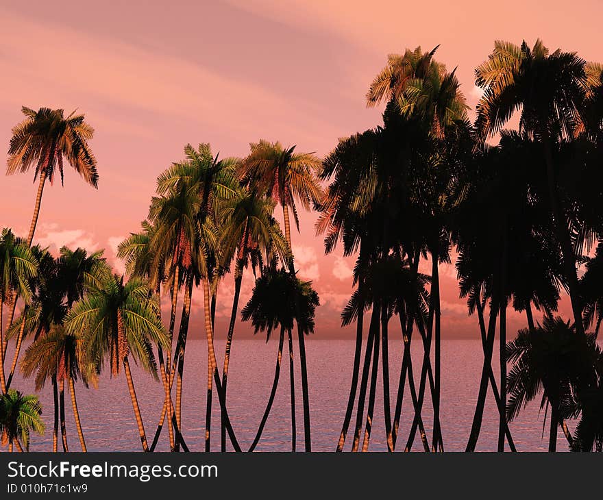 Tops of palm trees on a background of a sunset sky. Tops of palm trees on a background of a sunset sky