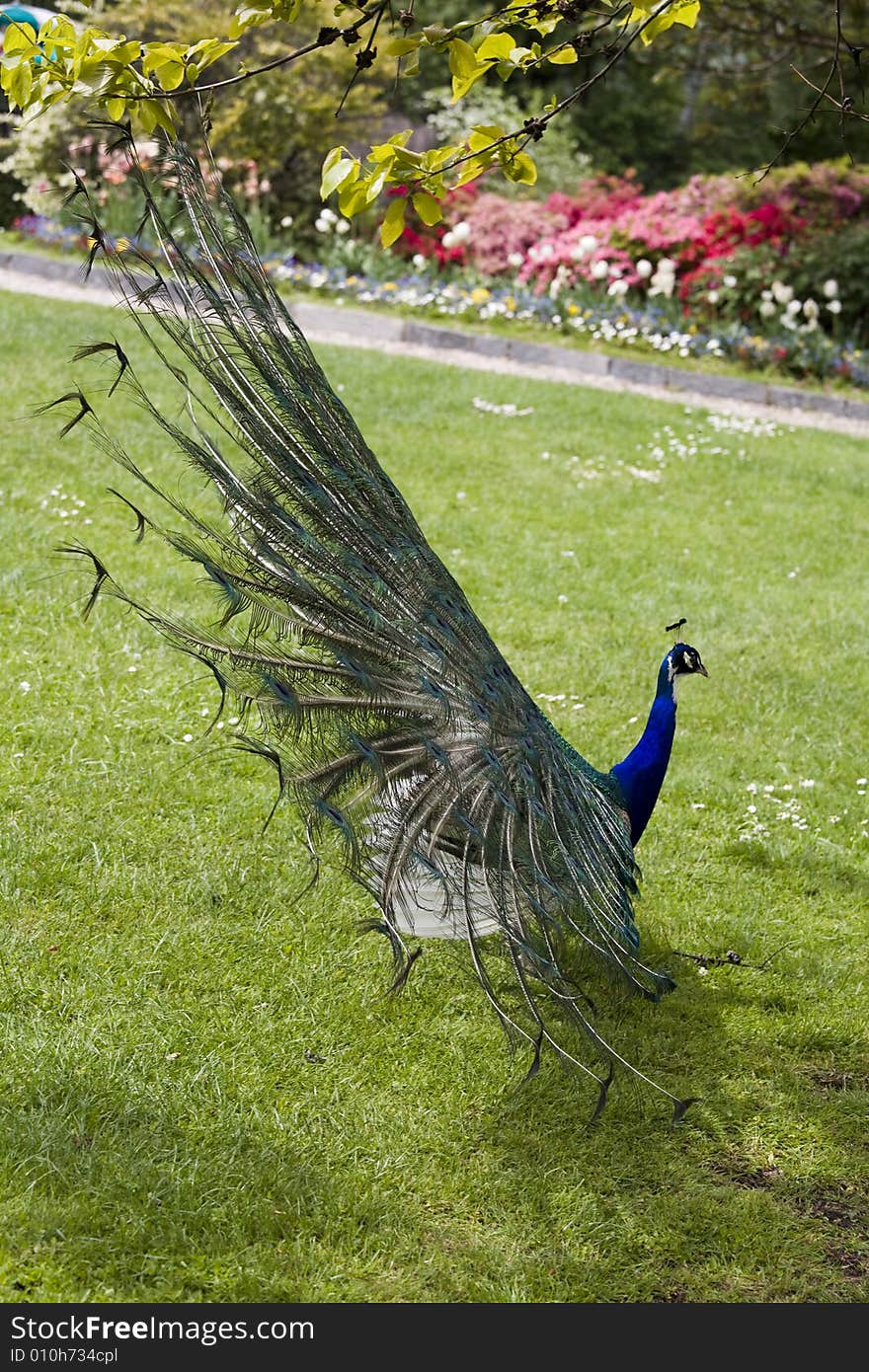 Beautiful peacock in full display. Beautiful peacock in full display