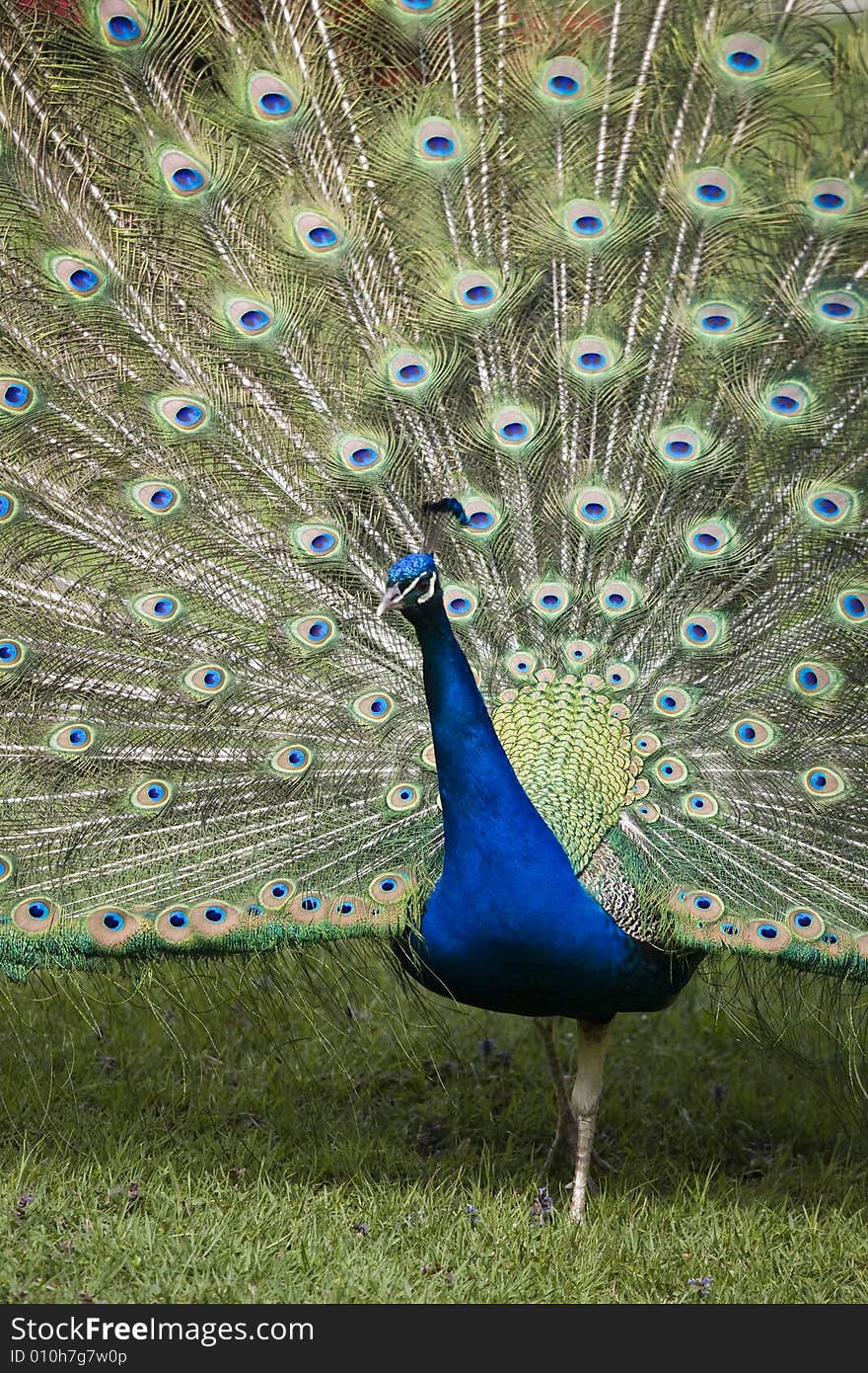 Beautiful peacock in full display. Beautiful peacock in full display