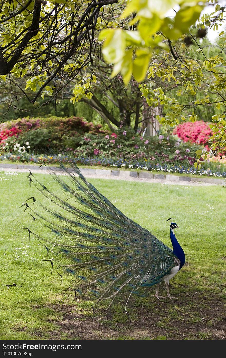 Beautiful peacock in a bloomy garden. Beautiful peacock in a bloomy garden