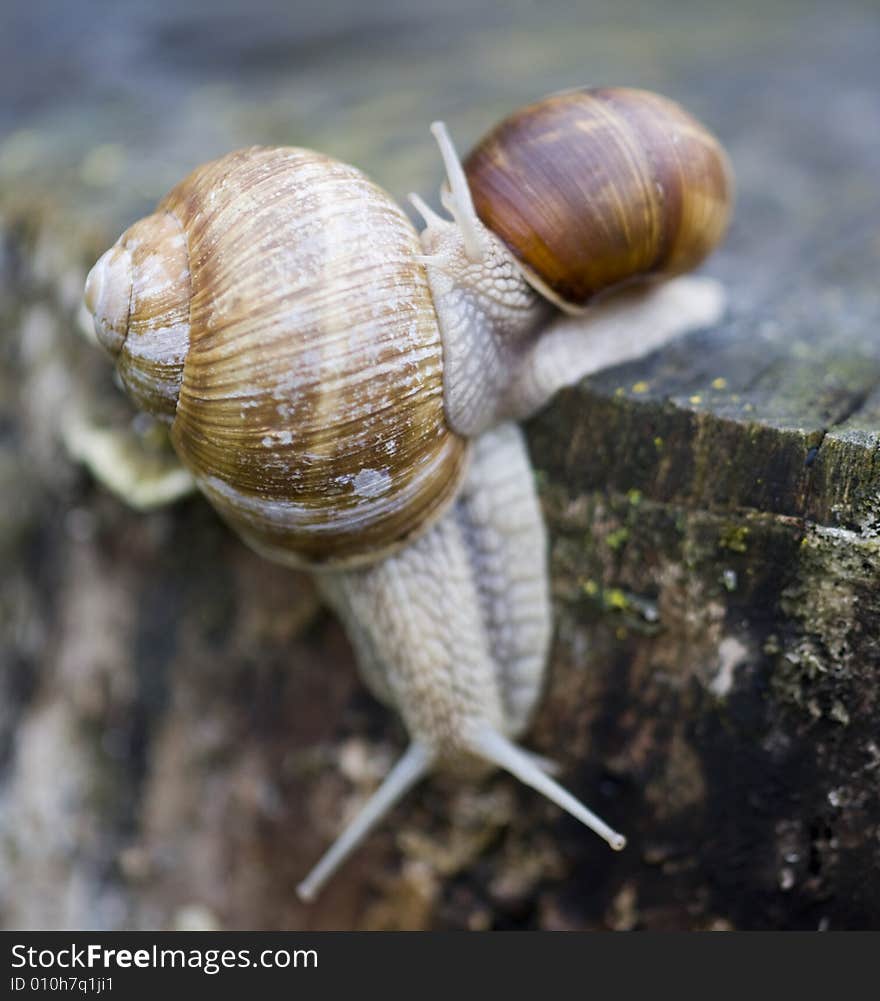 Couple of snails on a tree