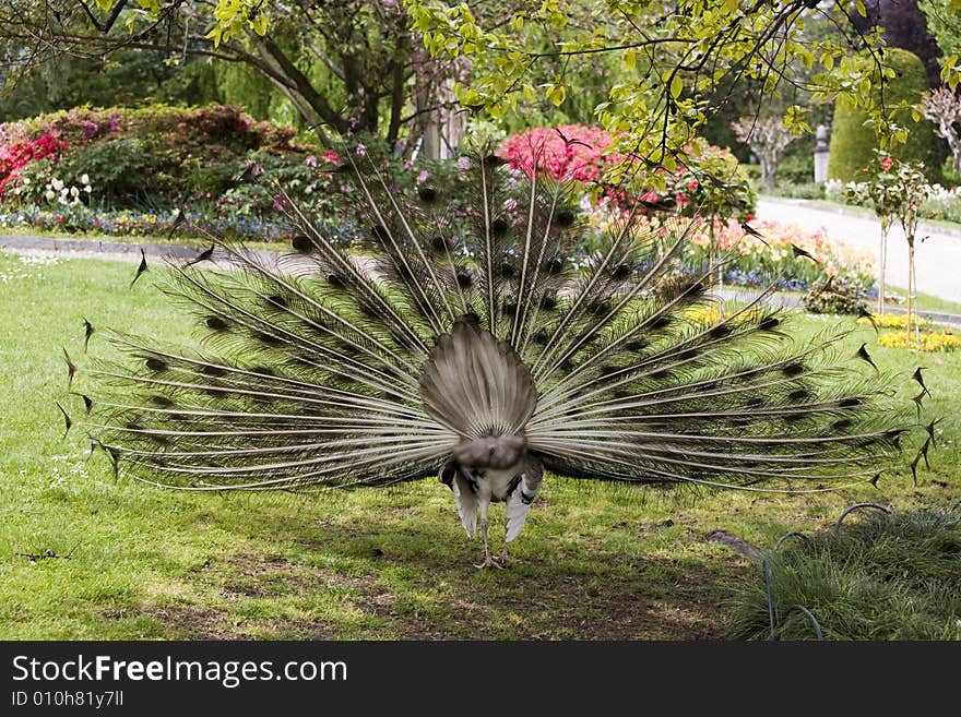 Beautiful peacock in full display. Beautiful peacock in full display