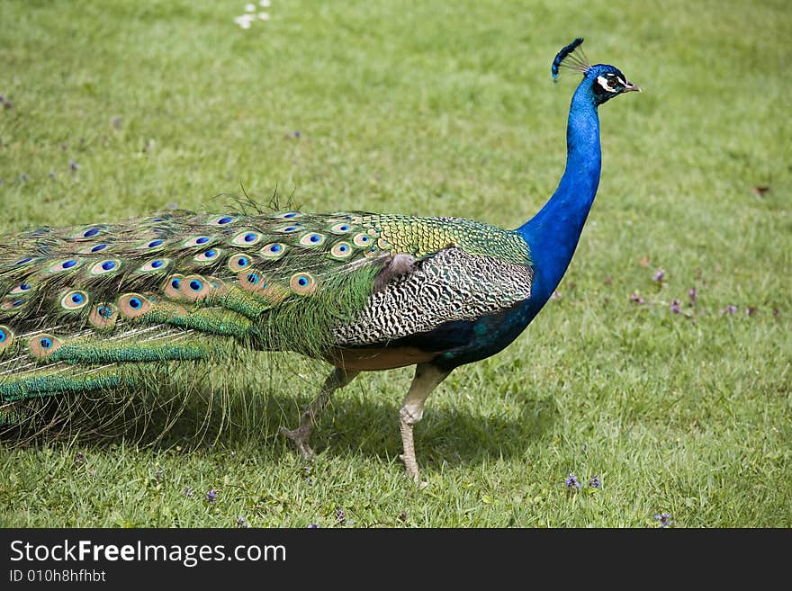 Beautiful peacock in a garden. Beautiful peacock in a garden