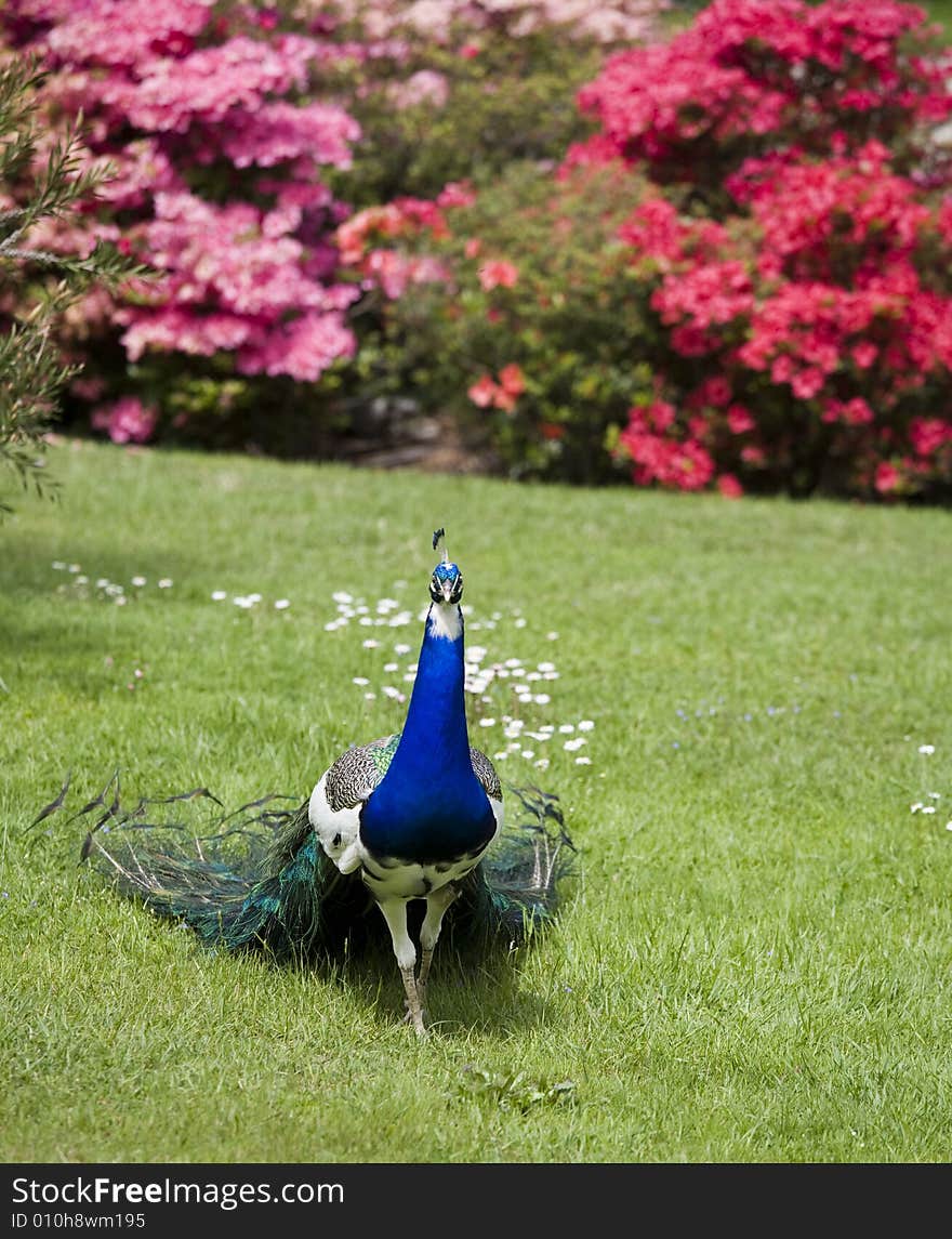 Beautiful peacock in a garden. Beautiful peacock in a garden