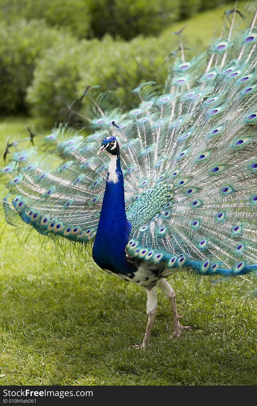 Beautiful peacock in full display. Beautiful peacock in full display