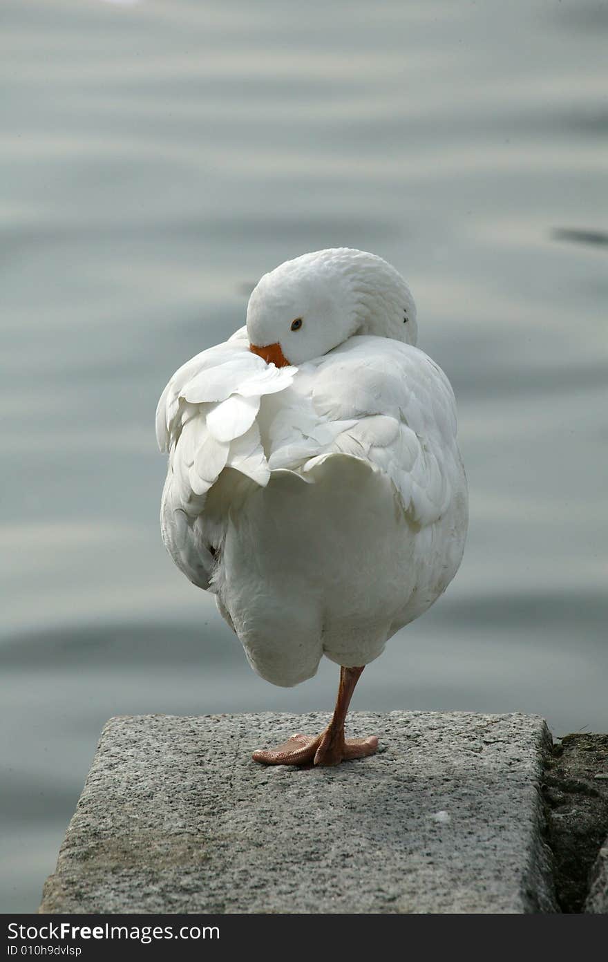 Sea-cobs taking care of plumage