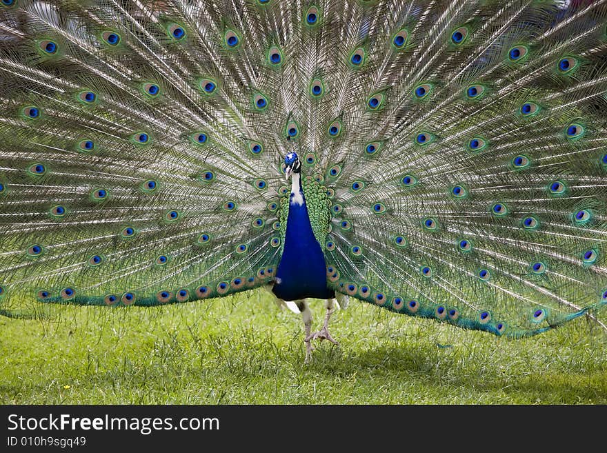 Beautiful peacock in full display. Beautiful peacock in full display