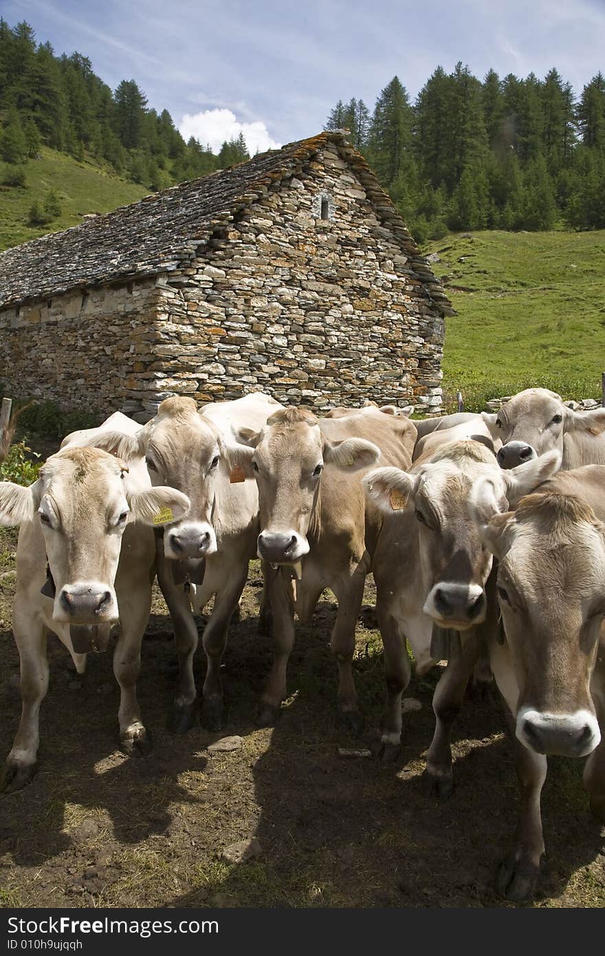 Some cows near a refuge