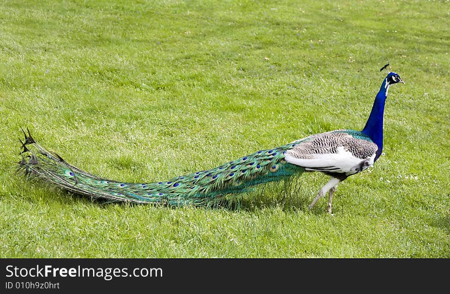 Beautiful peacock in a garden. Beautiful peacock in a garden