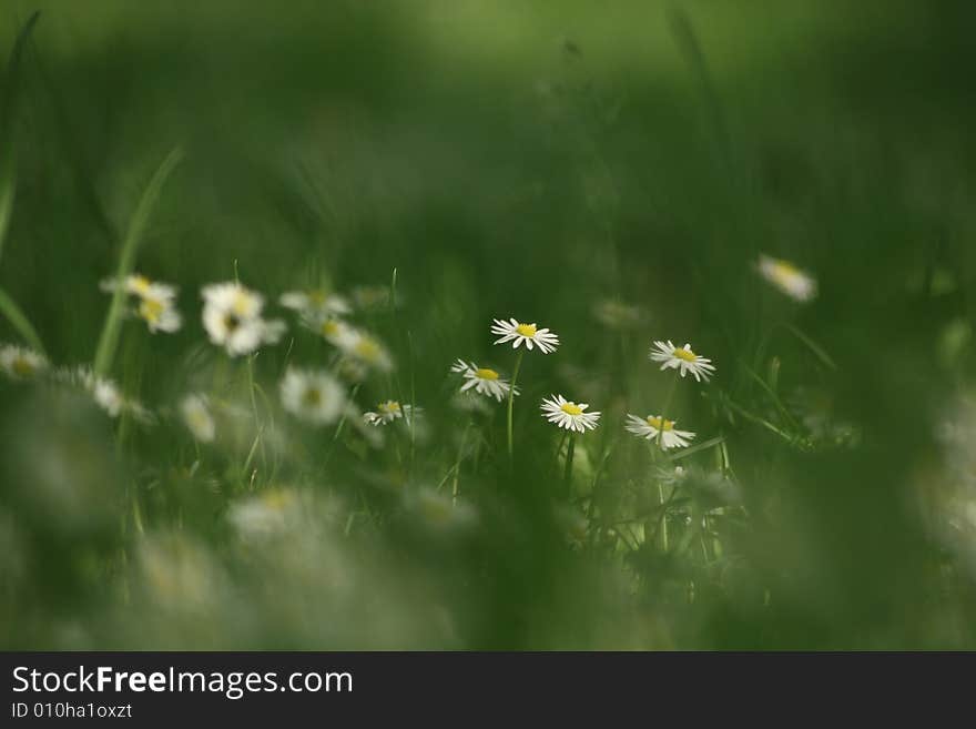 Beautiful daisy on a summer day in Belgrade. Beautiful daisy on a summer day in Belgrade