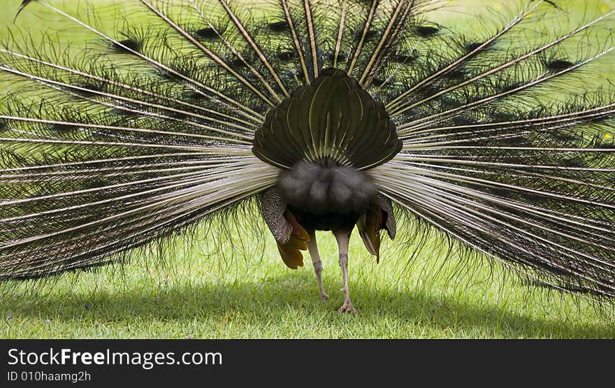 Beautiful peacock in a garden. Beautiful peacock in a garden