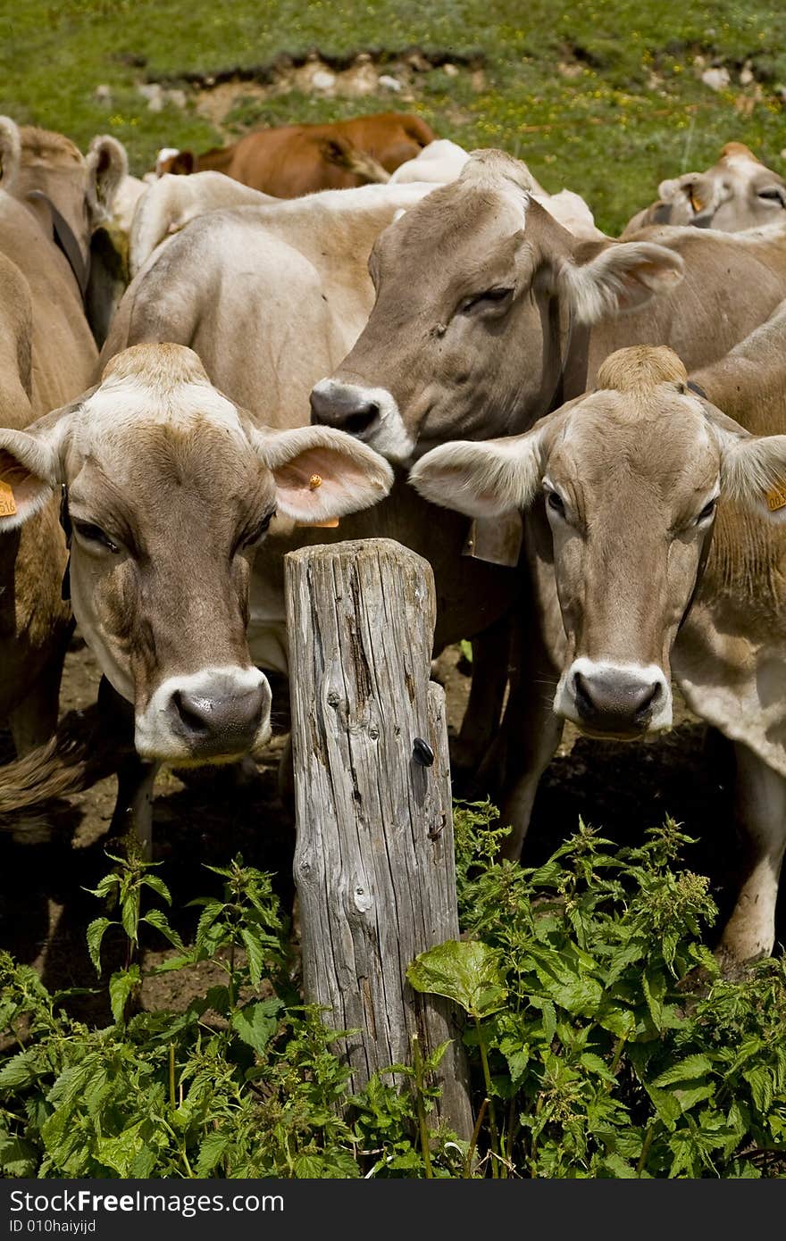 Some cows on the mountain