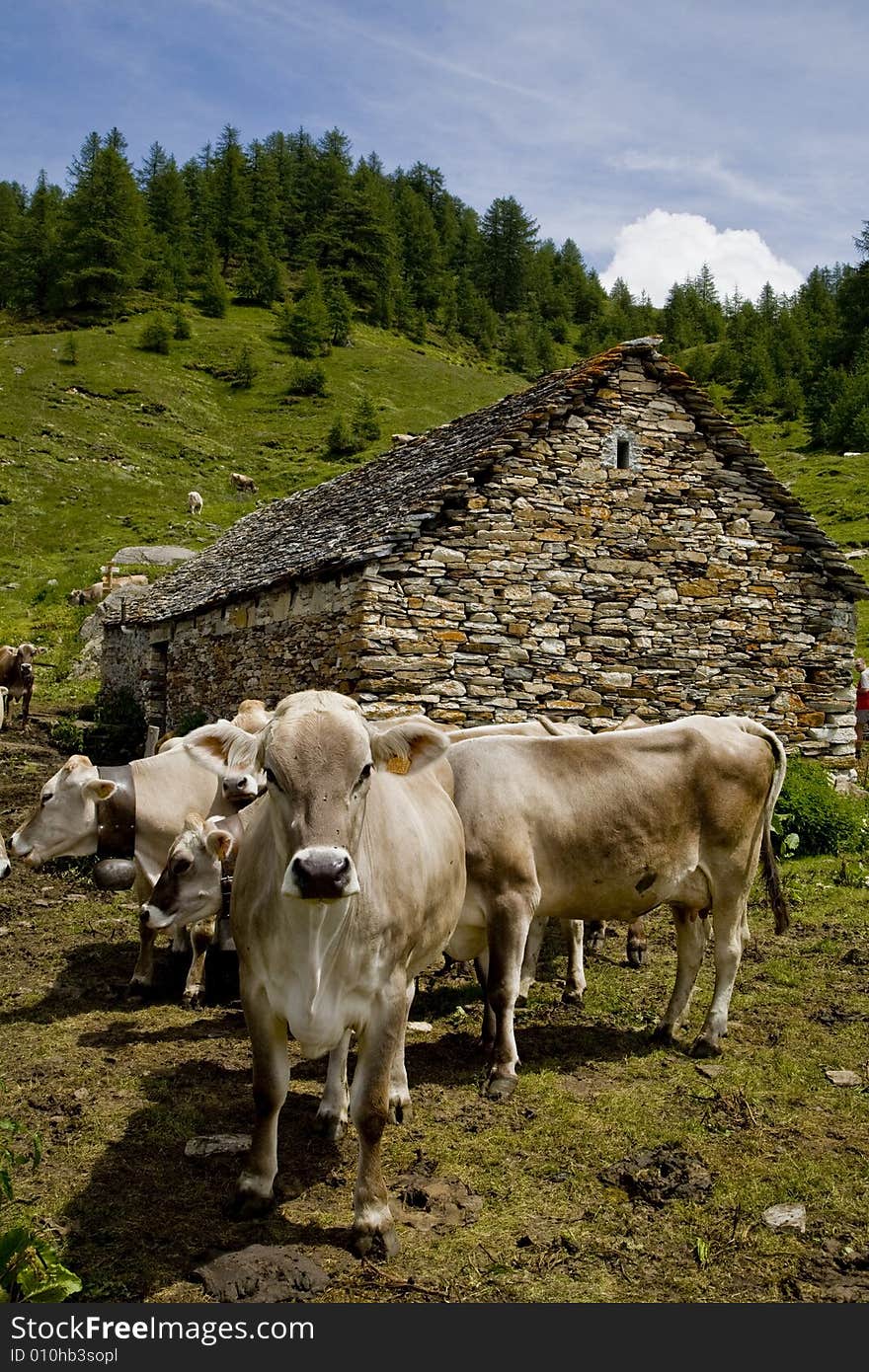 Some cows near a refuge