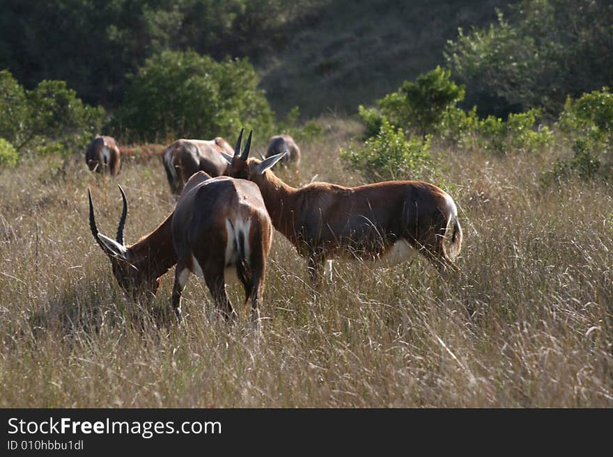 A herd of buck grazing on a farm in South Africa