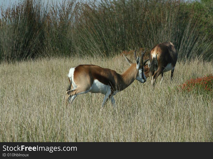 A springbuck walking in a game park in South Africa