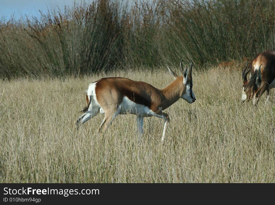 A springbuck walking in a game park in South Africa