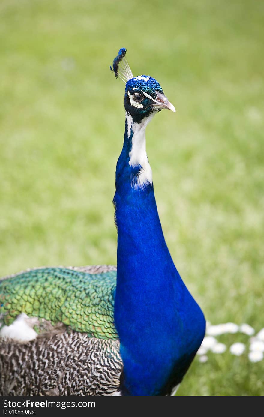 Beautiful peacock in a garden. Beautiful peacock in a garden