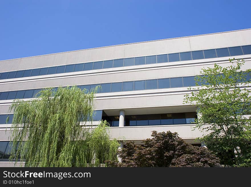 A weeping willow tree in front of an office building on a blue sky. A weeping willow tree in front of an office building on a blue sky