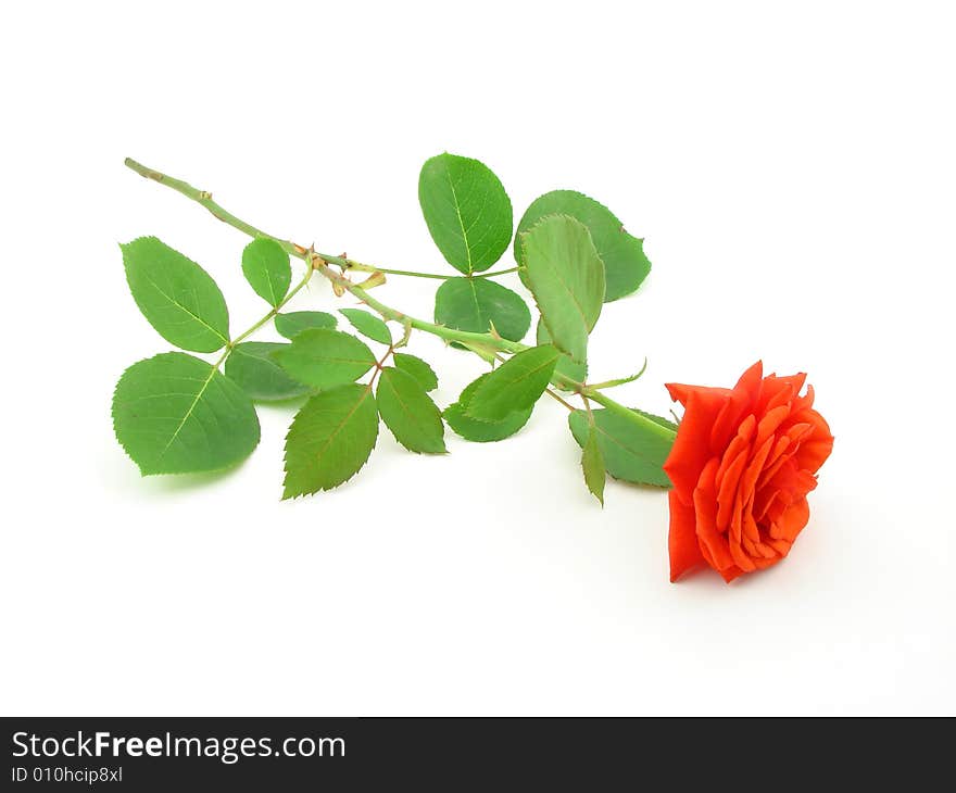 Red rose, symbol of love, isolated over white background.