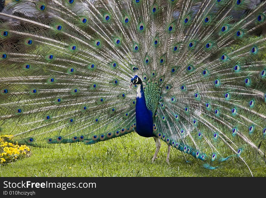 Beautiful peacock in full display. Beautiful peacock in full display