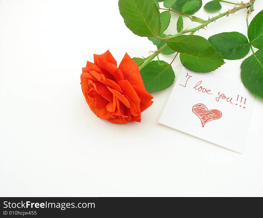 Red rose and love message, isolated over white background, concept of love and romance.