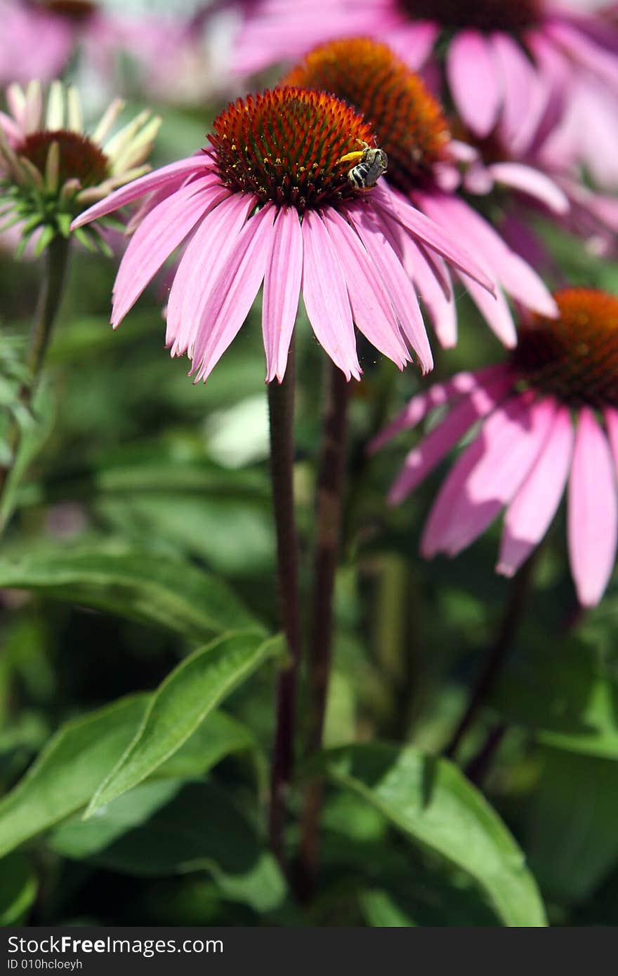 Honey bee feasting on purple cone flower