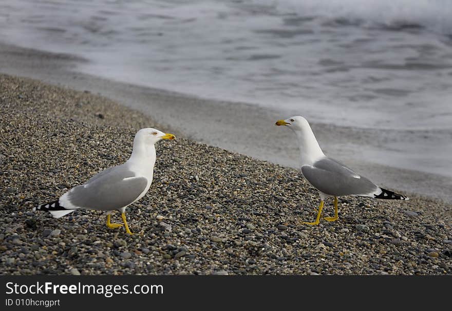 Beach And Sea-cobs