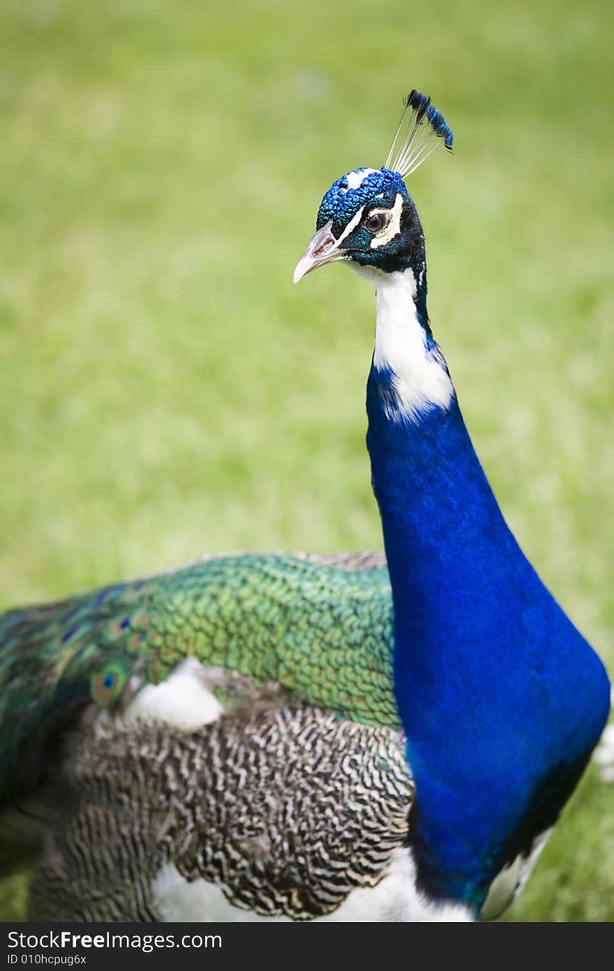 Beautiful peacock in a garden. Beautiful peacock in a garden