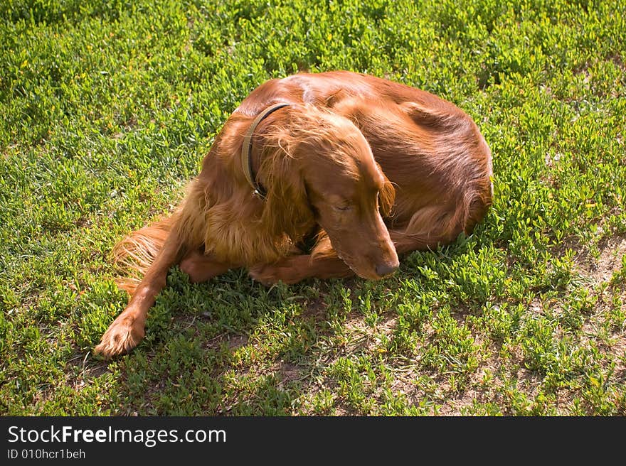 Young irish setter rolling itself into a ball. Young irish setter rolling itself into a ball