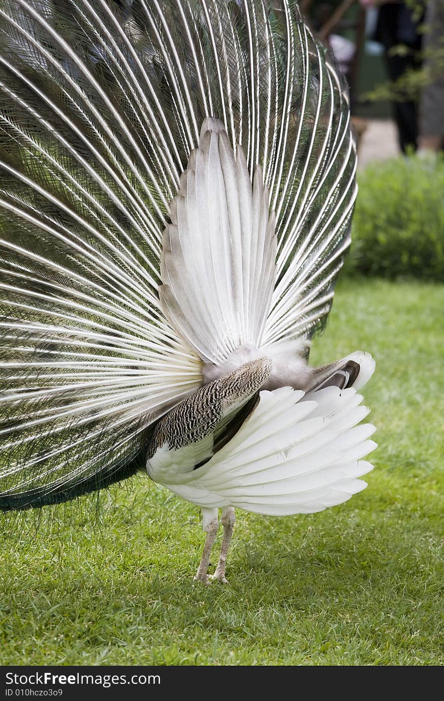 Beautiful peacock in full display. Beautiful peacock in full display