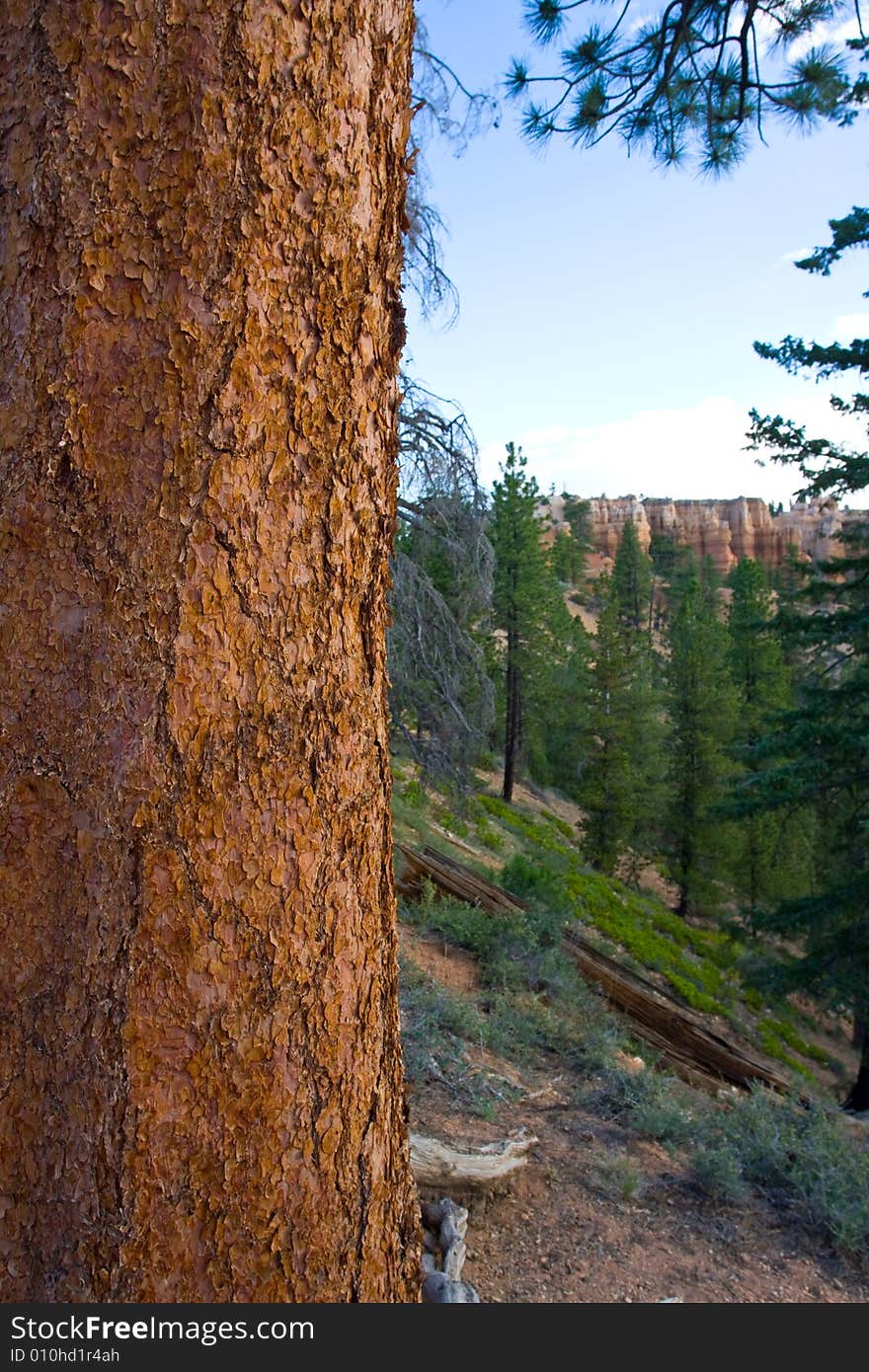 Close Up of Bark on Tree in Bryce Canyon. Close Up of Bark on Tree in Bryce Canyon