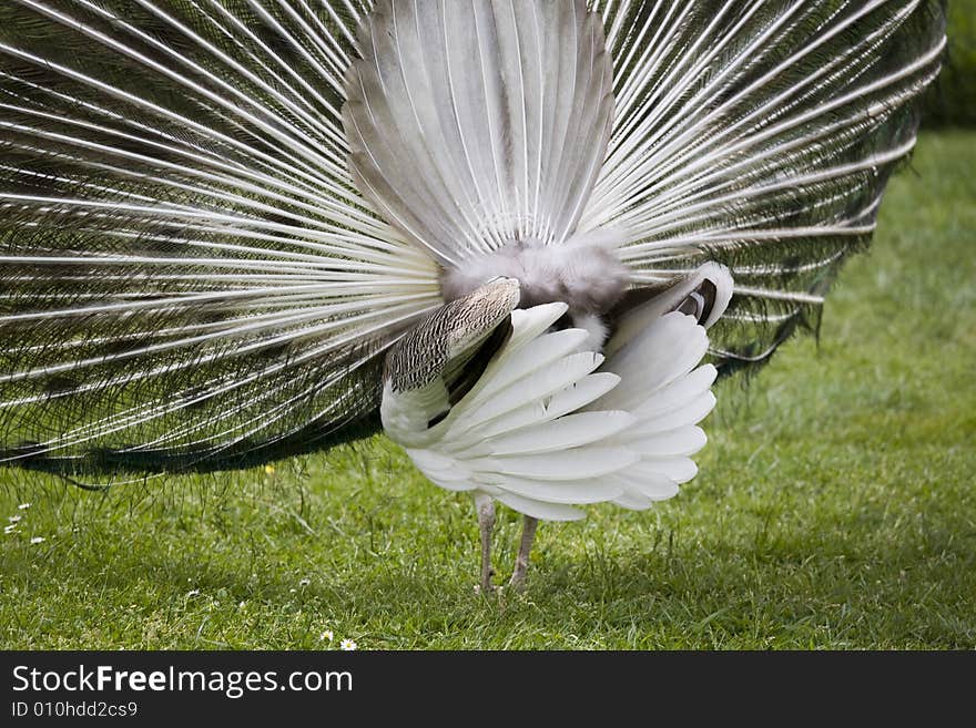 Beautiful peacock in a garden. Beautiful peacock in a garden