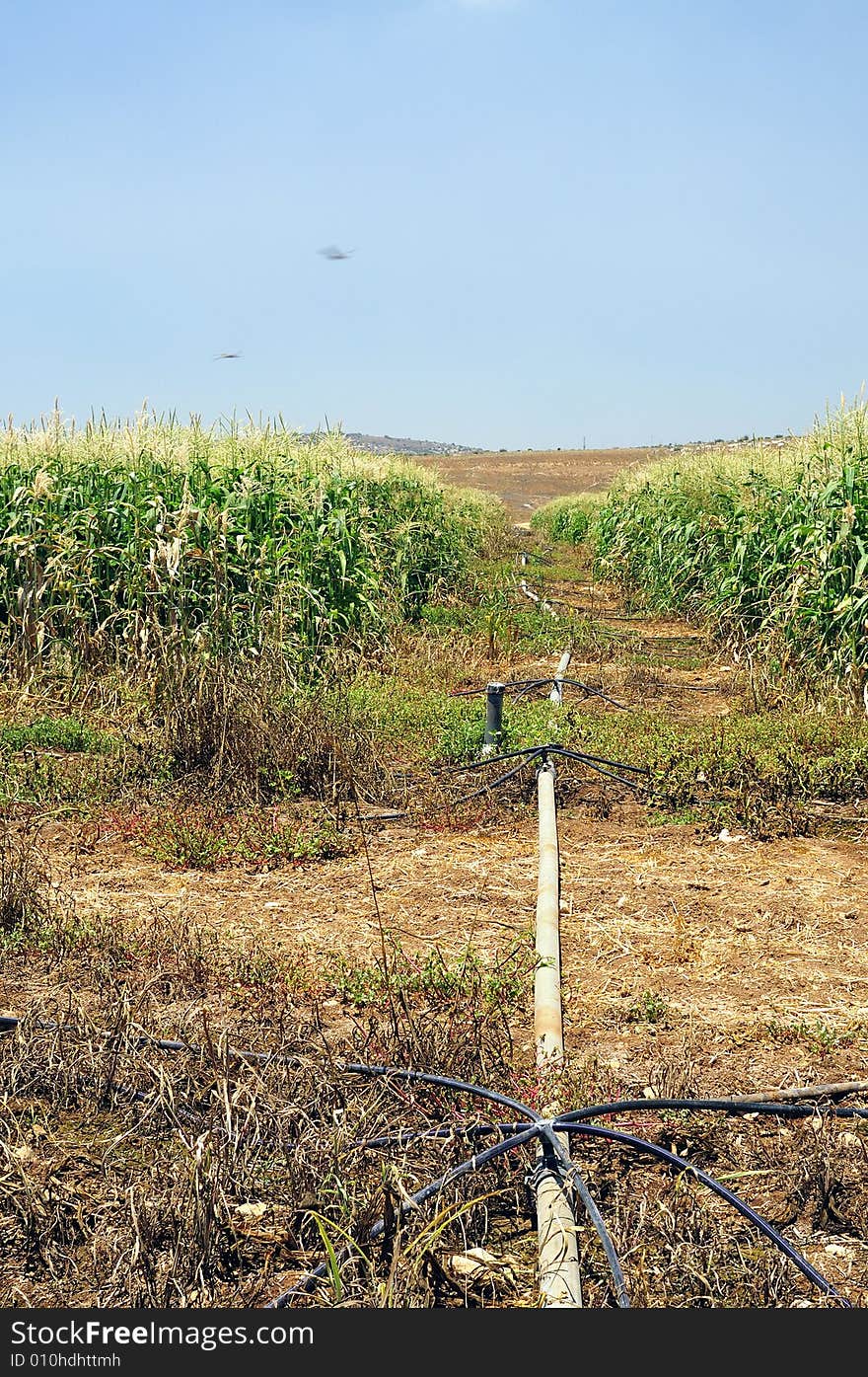 Field of the maize at period of the maturation in medium summer with system of the irrigation