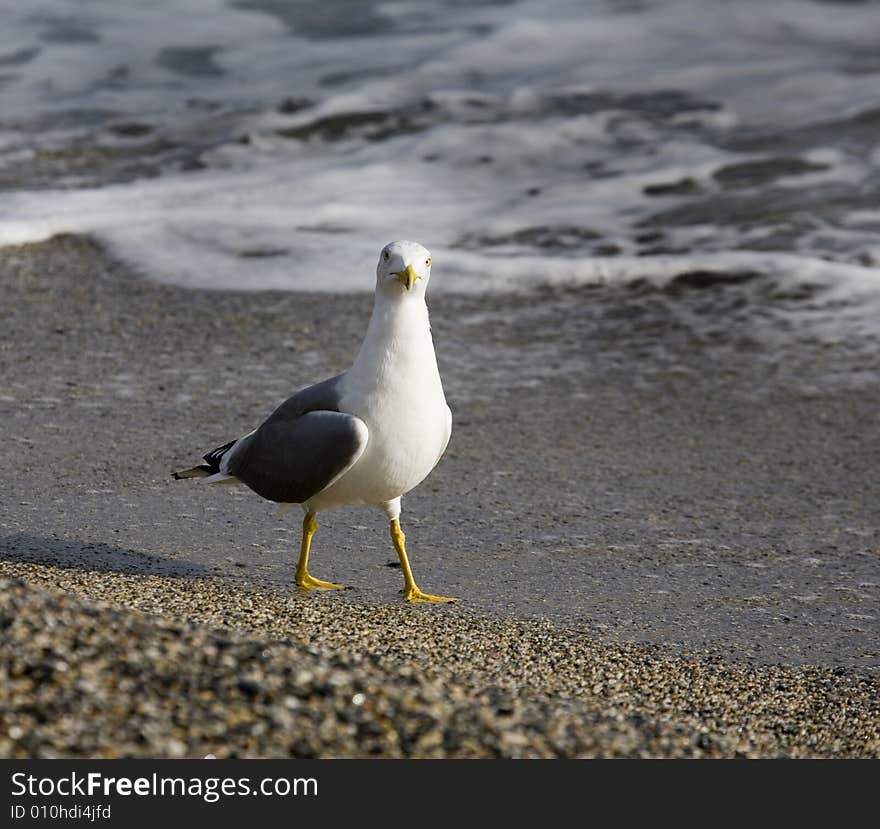 Beach and sea-cob