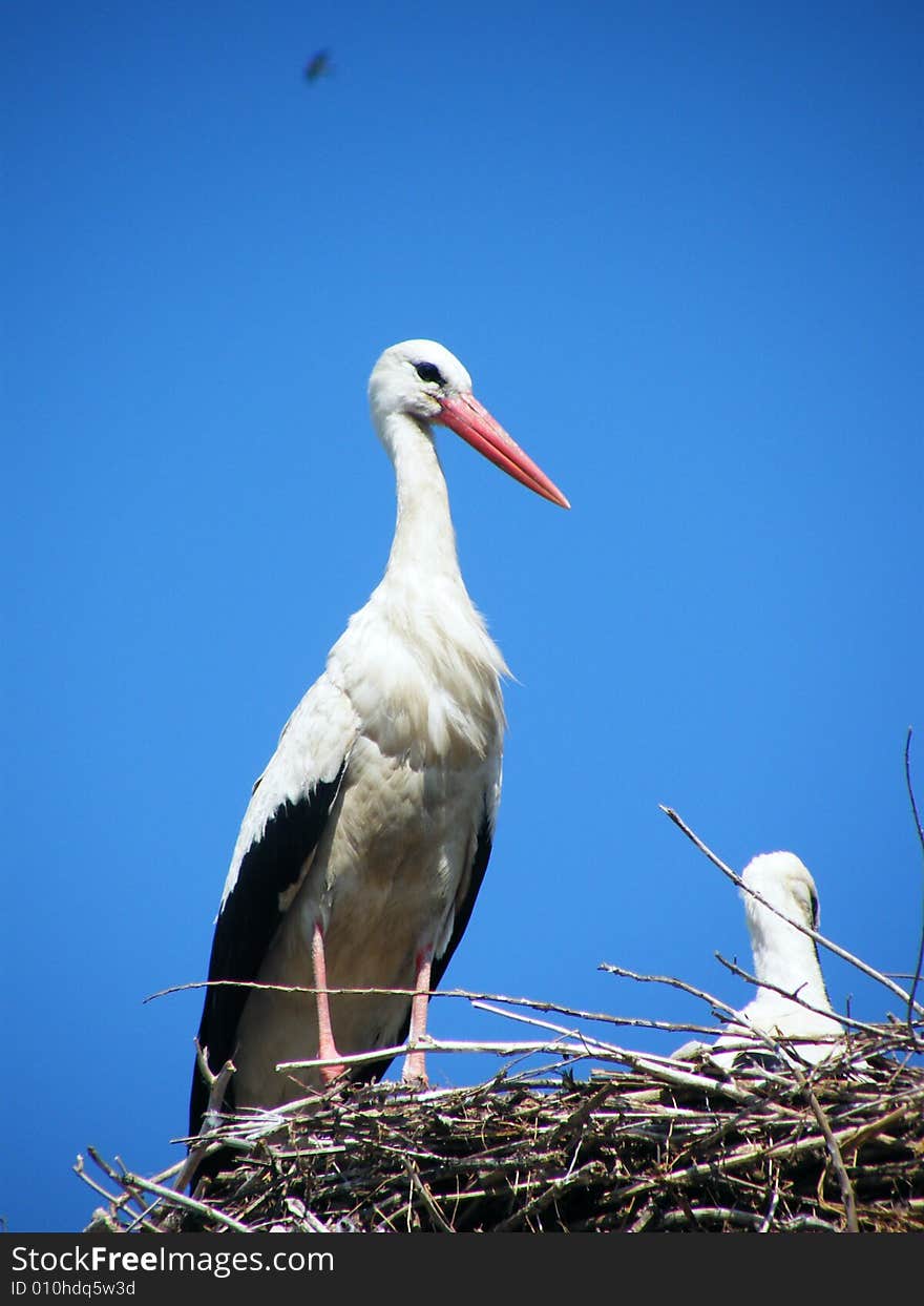 A Stork